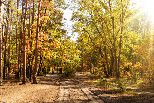 scenic autumnal forest with golden foliage, path and shining sun