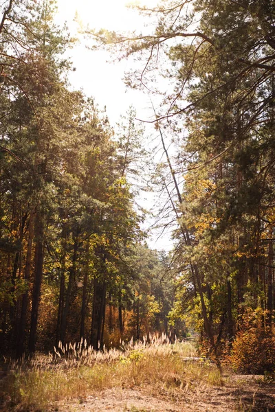 scenic autumnal forest with golden foliage and sunlight