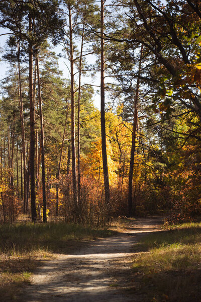 scenic autumnal forest with golden foliage and path in sunlight