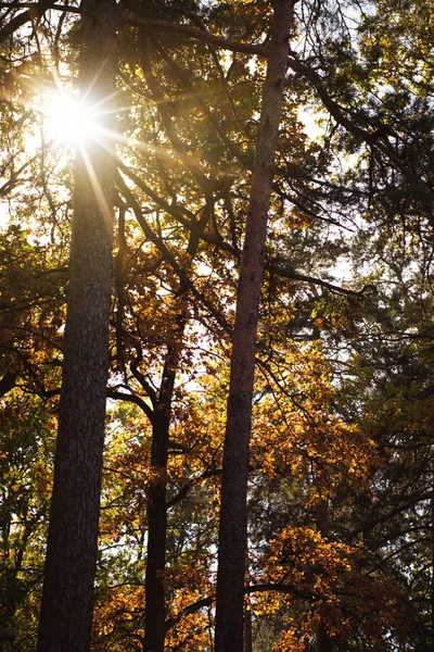 Scenic Autumnal Forest Trees Sunlight — Stock Photo, Image