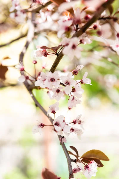 Vue rapprochée de la belle branche de cerisier en fleurs, mise au point sélective — Photo de stock