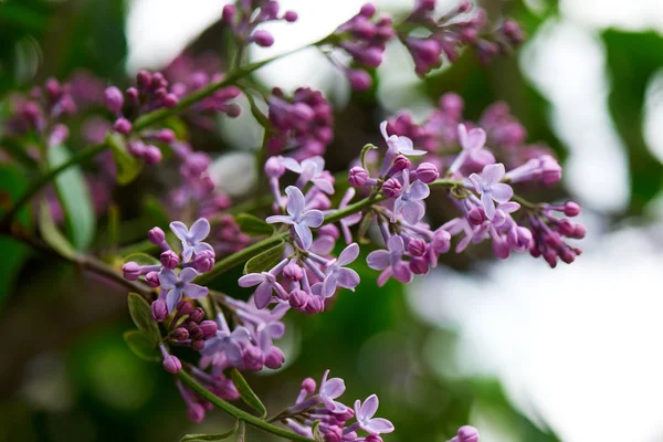 Hermosas flores lila tierna en las ramas, enfoque selectivo - foto de stock