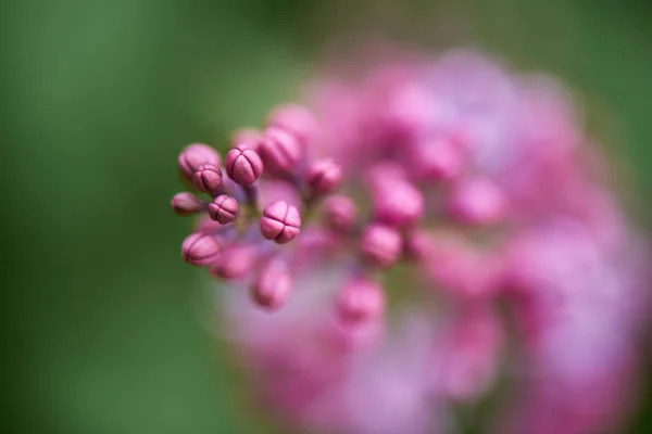 Foco seletivo de belo ramo lilás florescendo, vista close-up — Fotografia de Stock