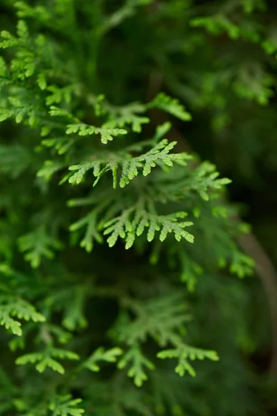 Close-up view of beautiful green juniper branches, selective focus — Stock Photo