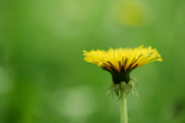 Primo piano vista di singolo fiore di tarassaco giallo fioritura, messa a fuoco selettiva — Foto stock
