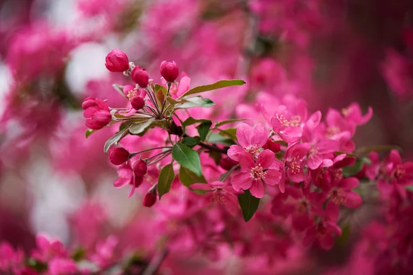 Selektiver Fokus der schönen rosa Mandelblüten auf dem Baum — Stockfoto