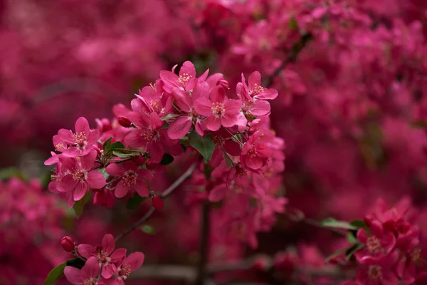 Belles fleurs d'amande rose vif sur les branches, mise au point sélective — Photo de stock