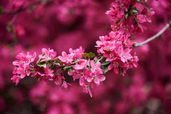 Крупним планом вид красивих яскраво-рожевих мигдальних квітів на гілці — стокове фото