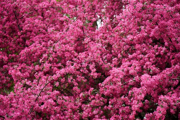 Beautiful bright pink almond flowers on branches — Stock Photo