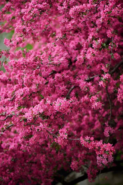 Hermosas flores de almendras de color rosa brillante en las ramas - foto de stock