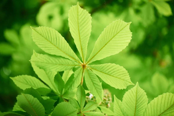 Vista da vicino del bellissimo castagno con foglie verde brillante, messa a fuoco selettiva — Foto stock