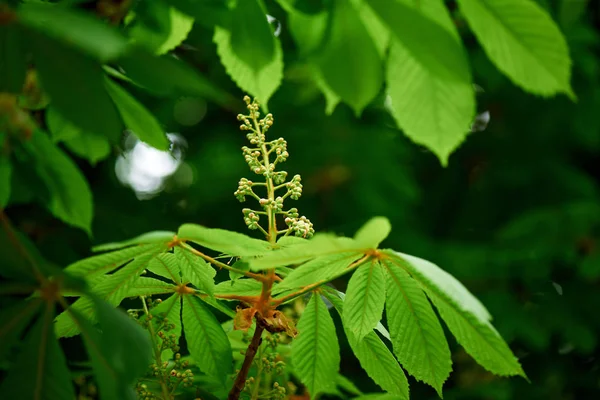 Close-up view of beautiful chestnut tree with bright green leaves and buds — Stock Photo