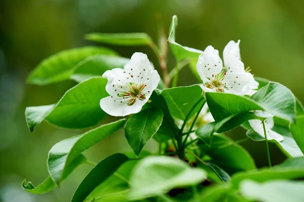 Vista de cerca de hermoso cerezo en flor, enfoque selectivo - foto de stock