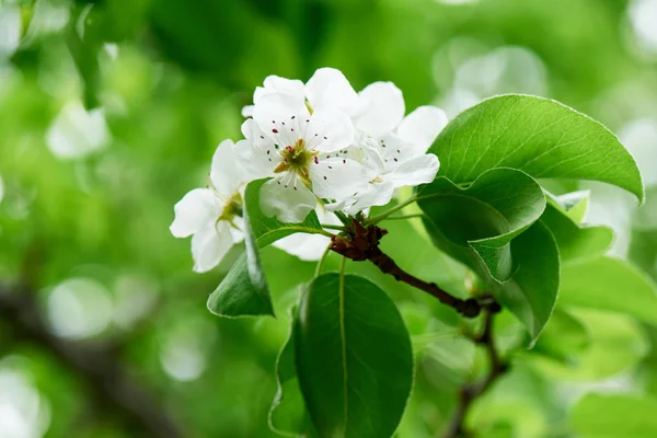 Vista de cerca de hermoso cerezo en flor - foto de stock