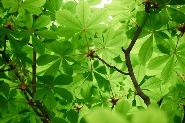 Foco seletivo de árvore castanha bonita com folhas verdes brilhantes — Fotografia de Stock