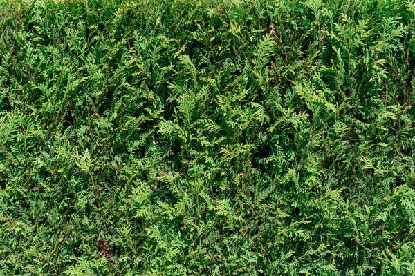 Full frame image of cypress tress branches with cones — Stock Photo