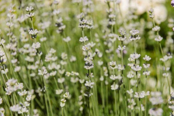 Foyer sélectif des fleurs sur fond flou — Photo de stock