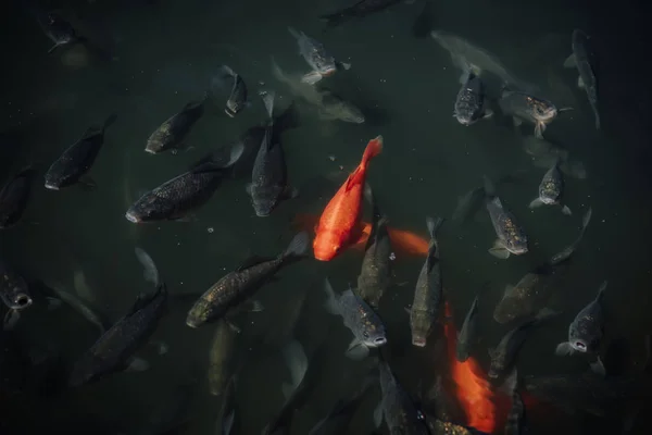 High angle view of flock of red and black carps swimming in water — Stock Photo