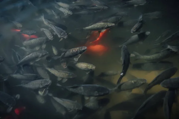 Erhöhte Ansicht einer großen Herde roter und schwarzer Karpfen, die im Wasser schwimmen — Stockfoto