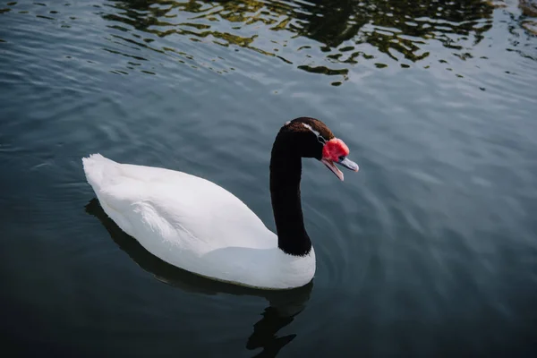 Hochwinkelaufnahme des schönen weißen Schwans mit schwarzem Hals, der im Teich schwimmt — Stockfoto