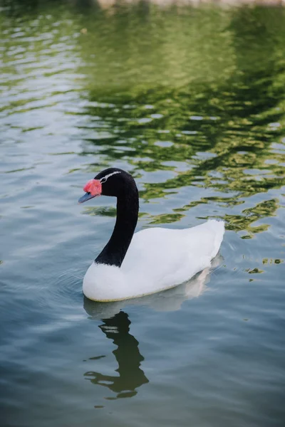 Vista de cerca del hermoso cisne nadando en el estanque - foto de stock