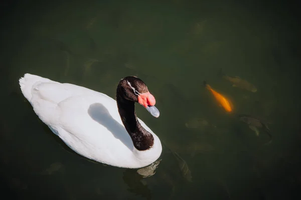 Vista elevada de cisne nadando perto de rebanho de peixes na lagoa — Fotografia de Stock