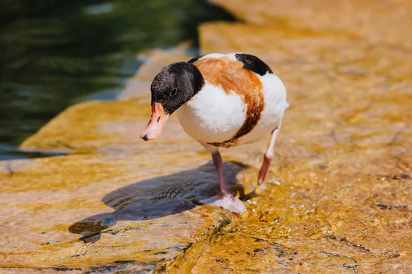 Vue rapprochée du canard marchant sur des eaux peu profondes — Photo de stock