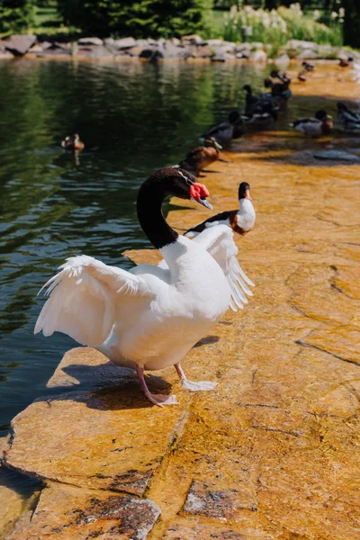 Foco seletivo de cisne com asas endireitadas e patos em águas rasas — Fotografia de Stock