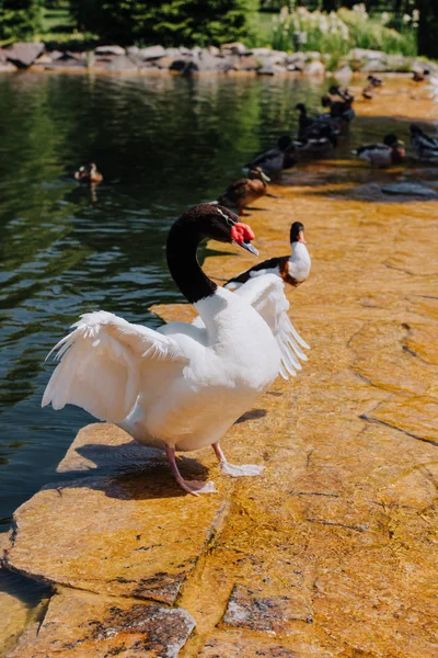 Foyer sélectif du cygne avec ailes redressées et canards en eau peu profonde — Photo de stock