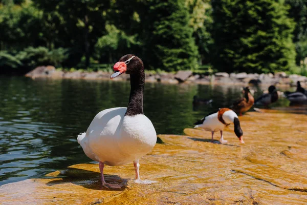 Foco seletivo de cisne e patos em águas rasas — Fotografia de Stock