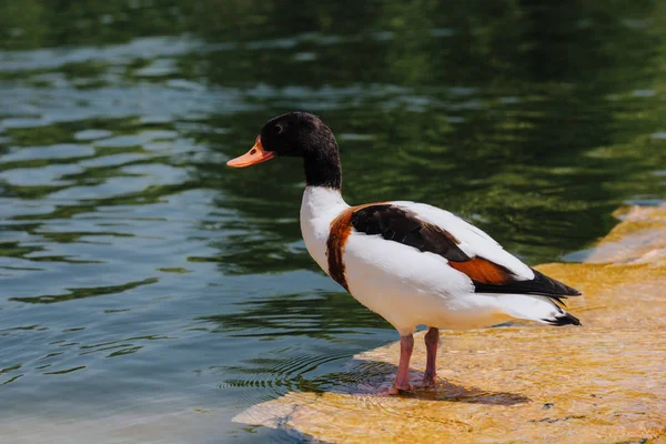 Foco seletivo do pato em pé em águas rasas — Fotografia de Stock