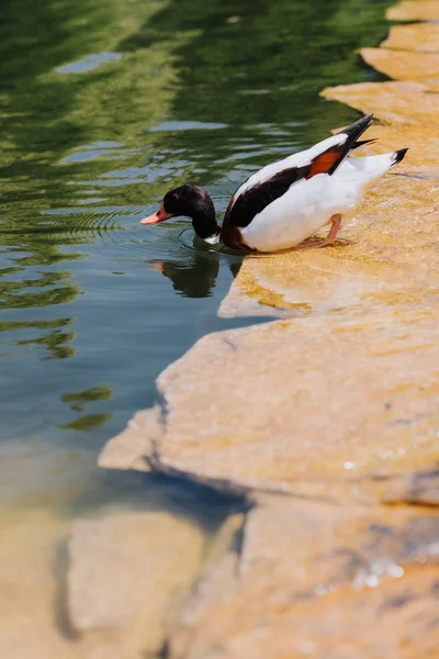 Selective focus of duck submerging in water — Stock Photo