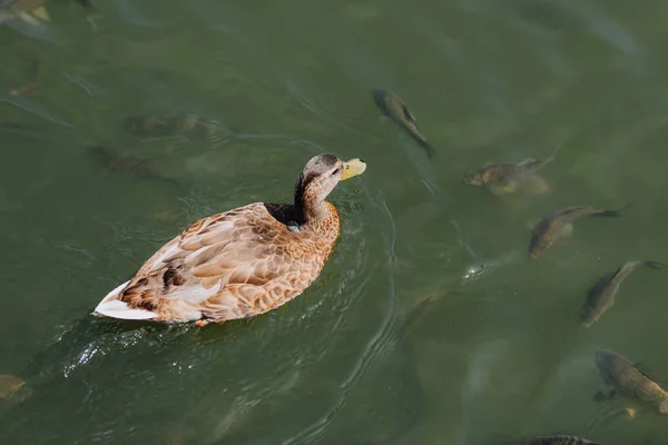 Vue à grand angle du canard et troupeau de poissons nageant dans le lac — Photo de stock