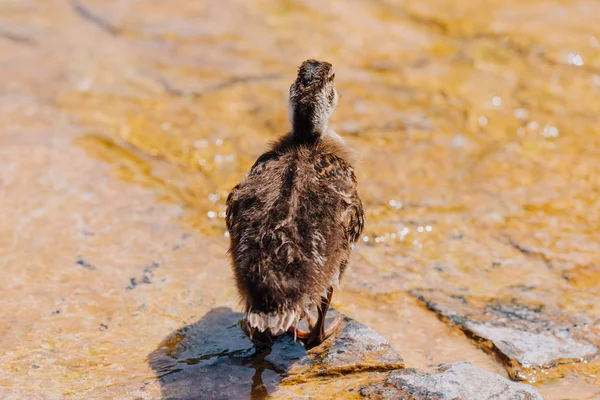 Vue arrière du canard marchant près de l'étang pendant la journée — Photo de stock