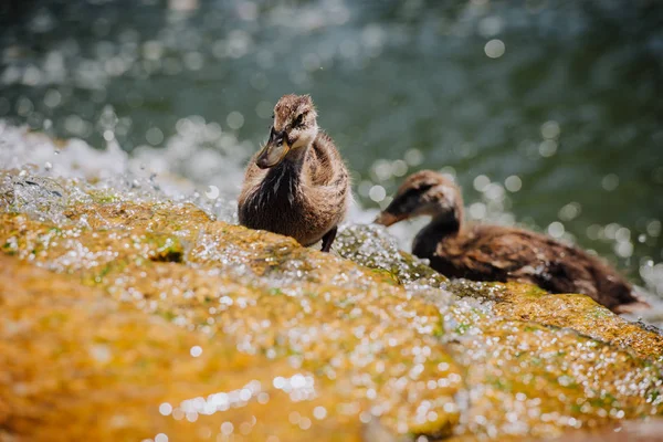 Messa a fuoco selettiva di due anatroccoli in piedi in acqua — Foto stock