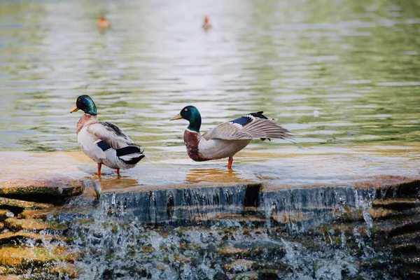 Foco seletivo de dois patos em pé em águas rasas — Fotografia de Stock