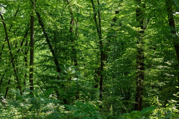 Мальовничий вид на зелений костюм з сонячним світлом у лісі — стокове фото