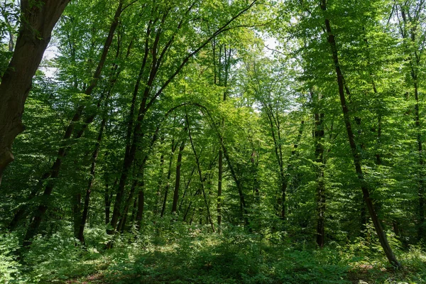 Живописный вид леса с травой и зелеными деревьями в дневное время — стоковое фото