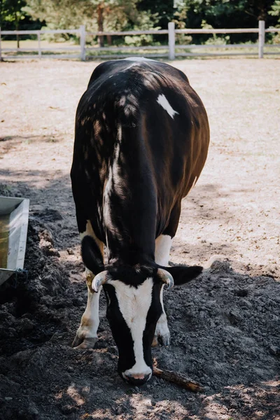 Vista da vicino della mucca bianca e nera in piedi presso l'azienda agricola — Foto stock