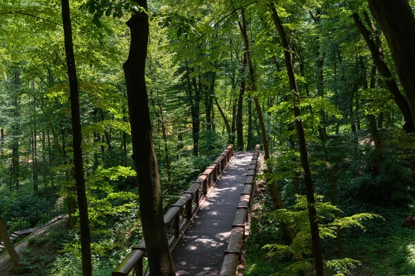 Vista de ángulo alto de puente de madera y árboles en el parque - foto de stock