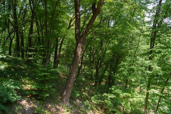 Vista panorâmica das árvores sob a luz solar na floresta — Fotografia de Stock