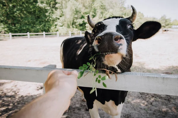 Abgeschnittenes Bild eines Mannes, der Kuh mit grünen Blättern auf Bauernhof füttert — Stockfoto