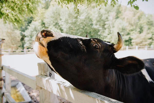 Close up retrato de vaca em pé perto de cerca de madeira na fazenda — Fotografia de Stock