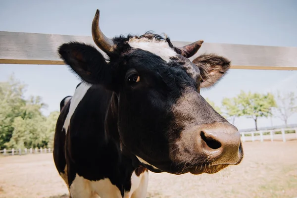 Primer plano retrato de vaca blanca y negra de pie en la granja - foto de stock