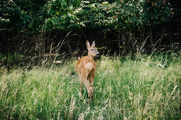 Foco seletivo de cervos andando na grama perto da floresta — Fotografia de Stock