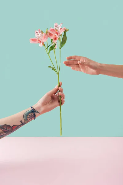 Cropped view of tattooed hand presenting pink lily flowers on turquoise and pink background — Stock Photo