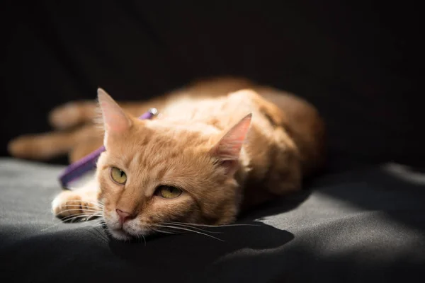 Adorable gato rojo mintiendo y mirando cámara en oscuridad — Stock Photo