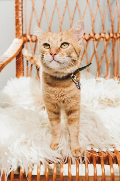 Adorable gato rojo de pie en mecedora y mirando hacia arriba — Stock Photo