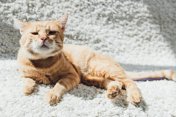 Lindo gato rojo acostado en la alfombra blanca y mirando a la cámara - foto de stock