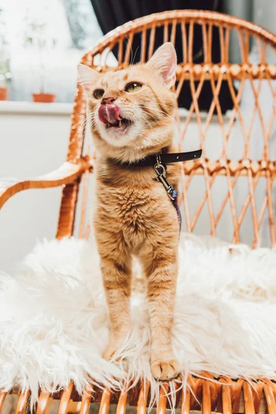 Lindo gato rojo de pie en mecedora y lamiendo hocico — Stock Photo